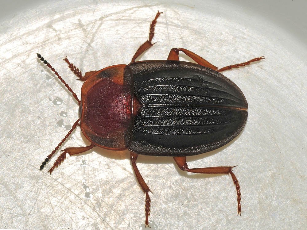 Larva di Carabidae? no, di Silphidae: Silpha obscura